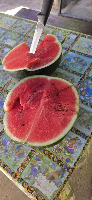 Vând Pepeni baroneasa