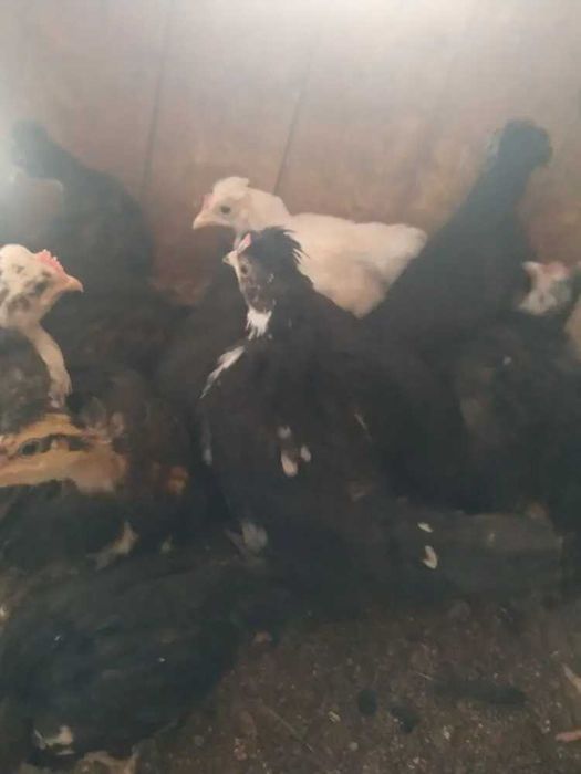 Карликовая бентамка парами белые.цветные.