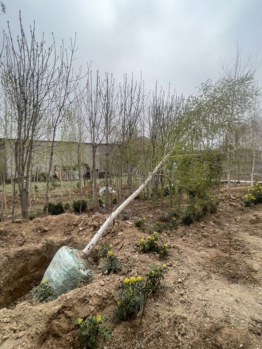 Beryoza oq qayin 5-7 metr rasprodaja narx