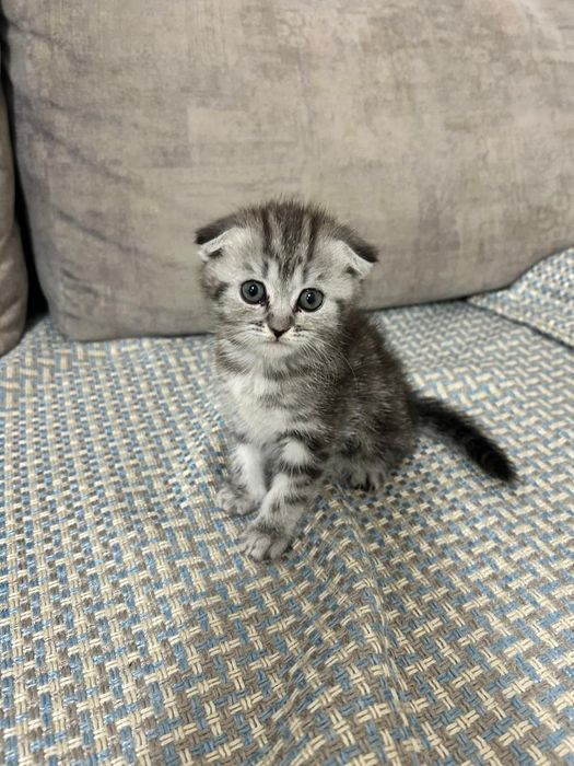 Вислоухая шотландская девочка