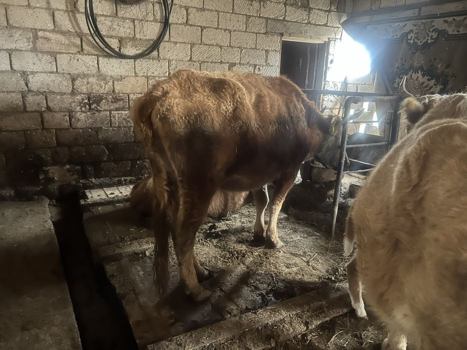 Бұзаулы жане қысыр сиырлар сатылады.