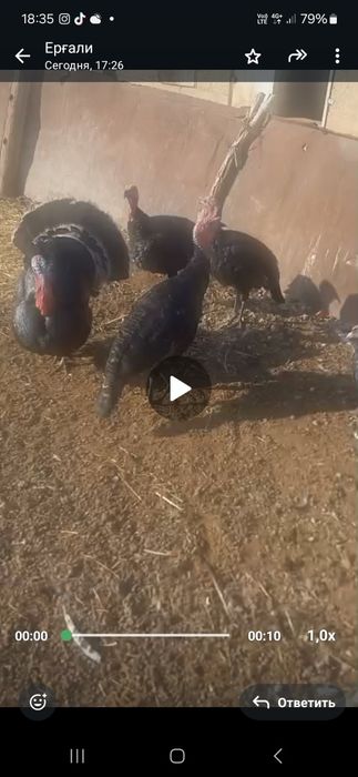 Үндіктер сатылады