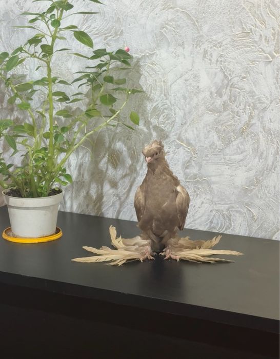 Голубь                  .