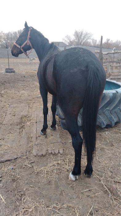 Айғыр сатыладыыы