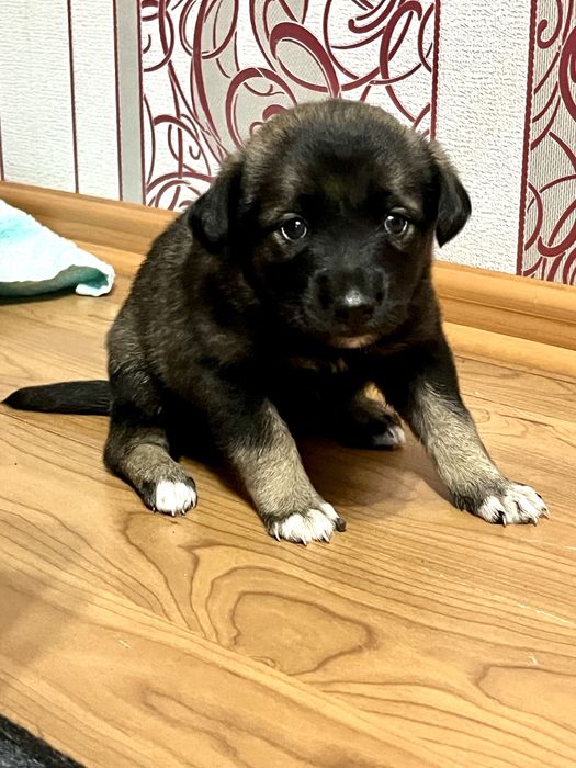 Щенок девочка 1 месяц