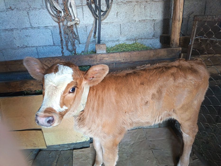 Продаётся телёнок Бұзау сатылады