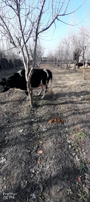 Gibrit gunojin 5 oylik bugoz