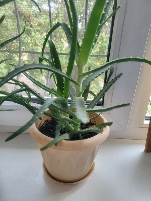 Алоэ цветок алоэ