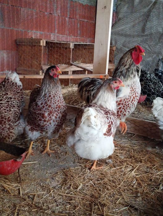 Vând ouă pentru incubat de wyandotte splash