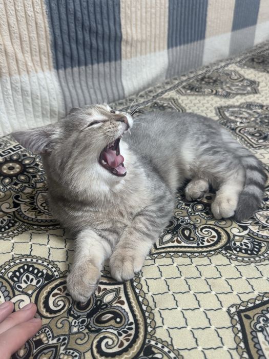 Котик 4 месяц полубританец