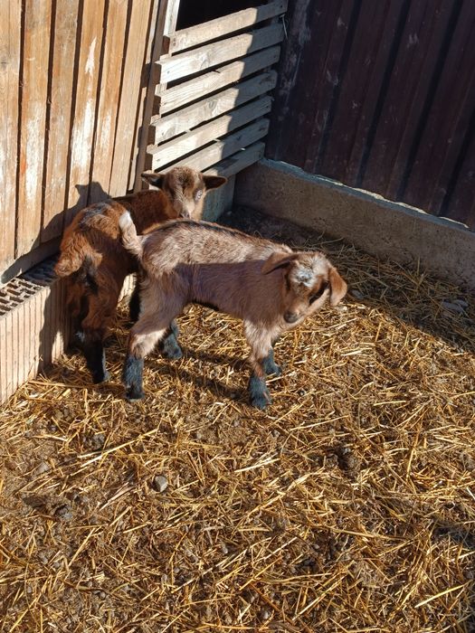 Ieduțe alpin francez