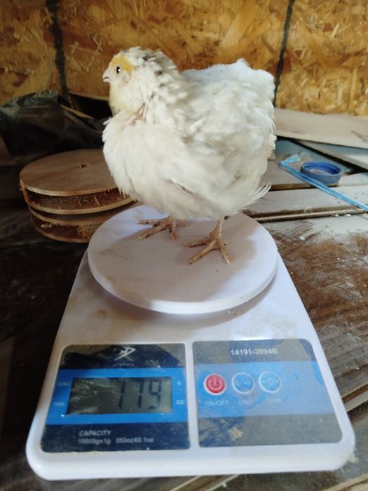 Бедана  белый гигант