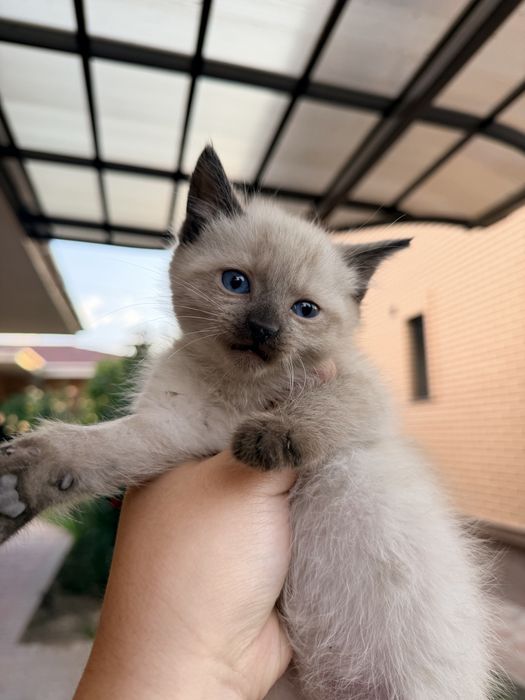 Котята 2 месяца мальчики