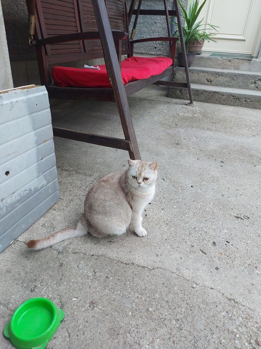 Британско късокосменно