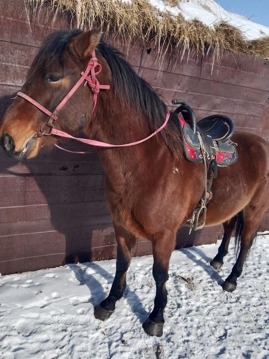 Продаются  жеребцы