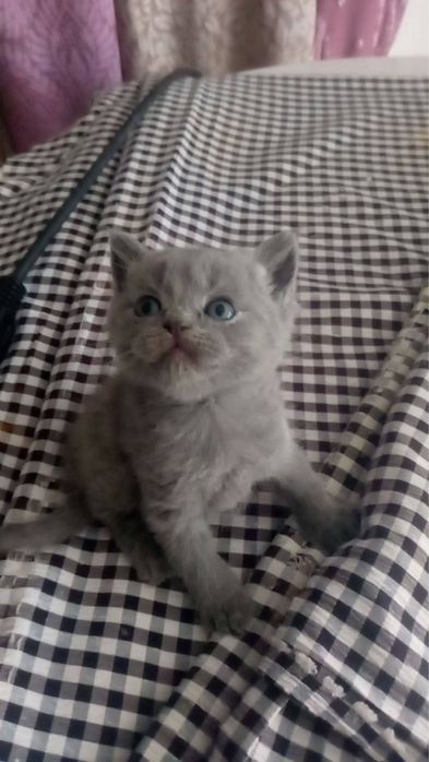 Schottish fold 1 oylik mushuklar sotiladi