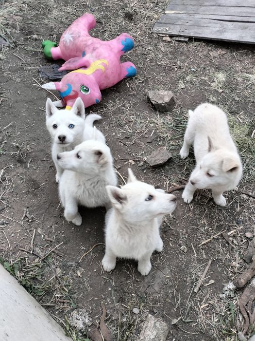 Щенки лайки, белые серые