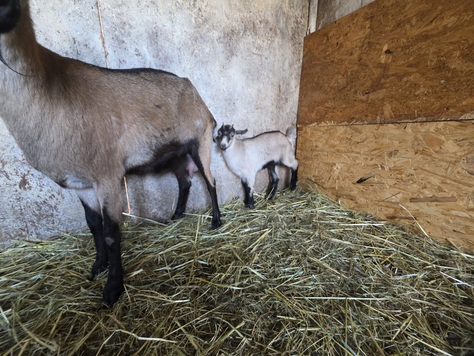 Vând capra  cu iada urgent