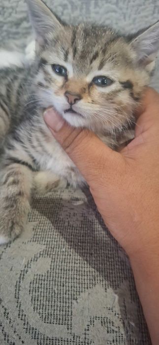 Малки британски котки