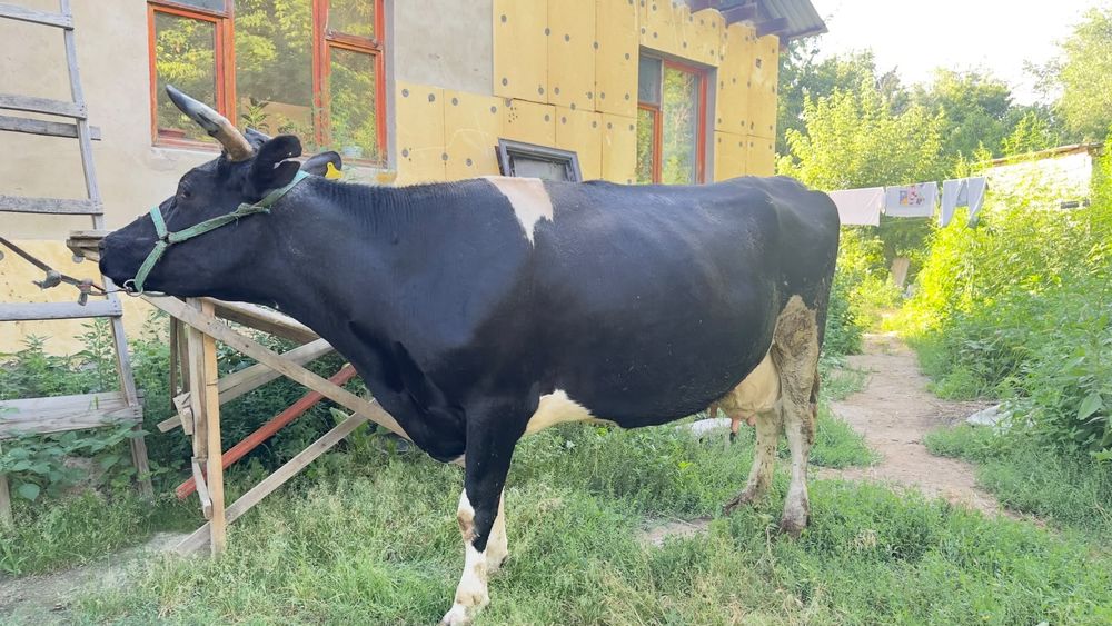 продам корову, сиыр сатылады