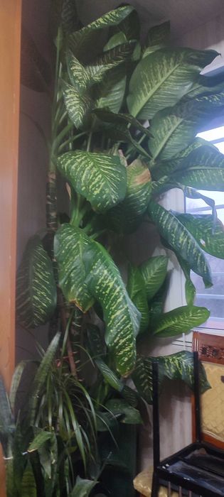 Продаю комнатную растения высотой 1.90