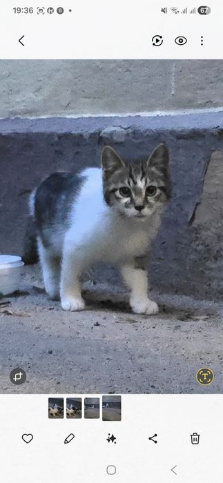 Котята ищут семью.