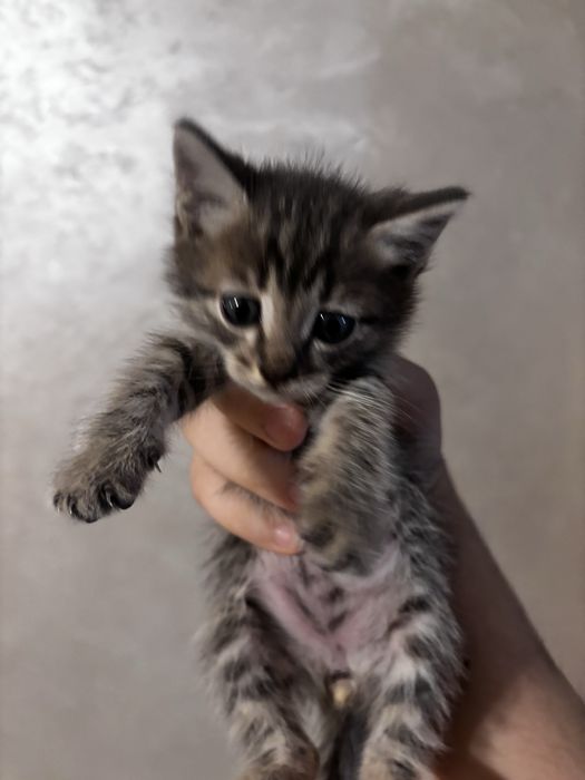 Котятя красивые.