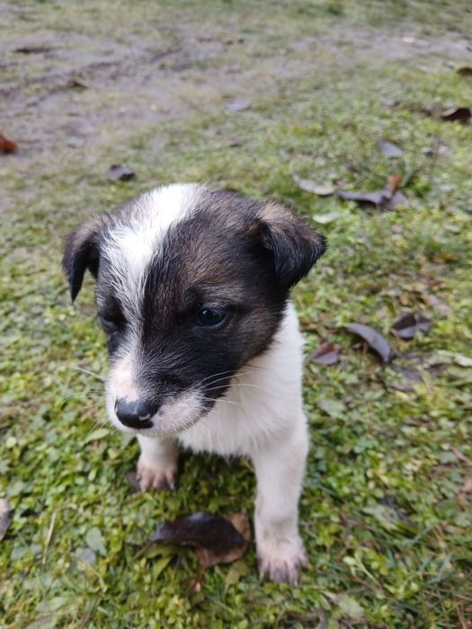 Adoptii Animale  de companie