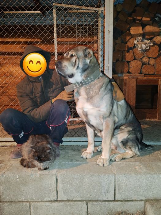 Щенок алабая кобель