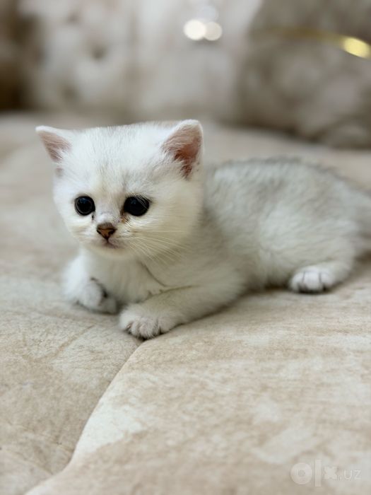 Продаются котята породы Голден Шиншилла и Шотландская