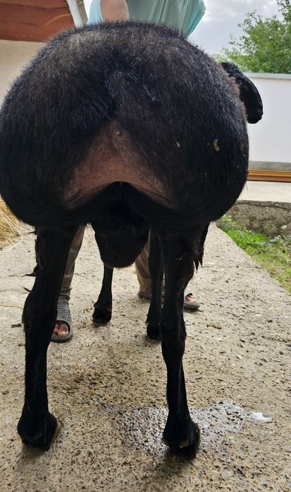 Qoʻchqor 3 yoshar Surxon paroda sim jun