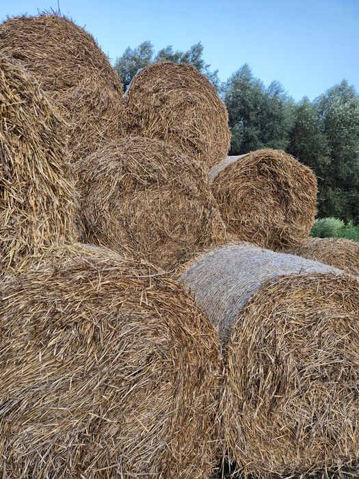 Baloți Lucernă,Paie de Orz,Paie de Grâu