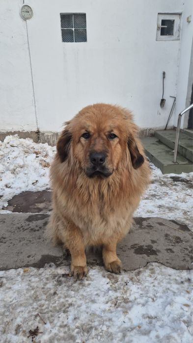 Тибетский мастиф