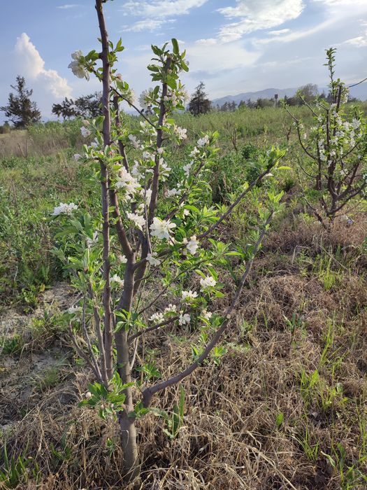 OLMA SHOFTOLI Zoldori Behi Glos Nok Qoroli pista Bodom SHpanka Anjir