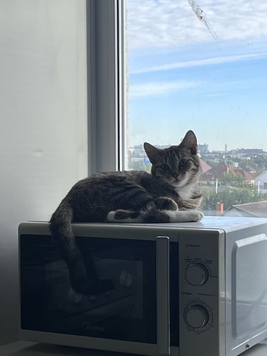 Отдам кошку в добрые руки