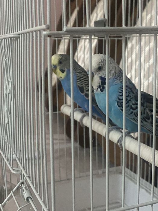 Волнистые попугаи