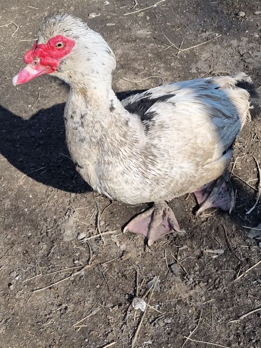 Индоутки ( селезень+2 самочки)