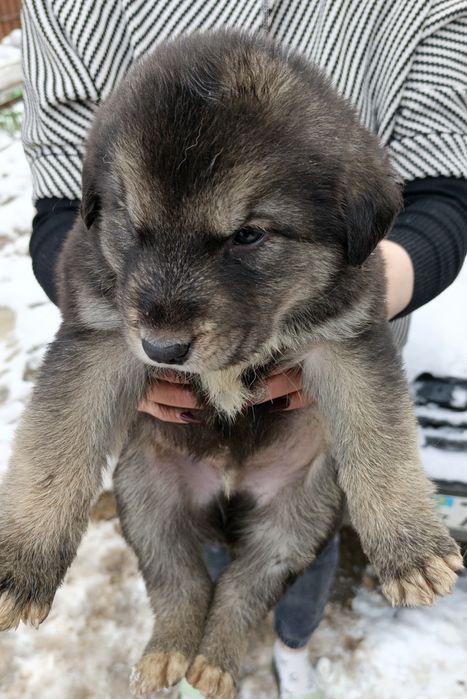 Отдам в хорошие и добрые руки