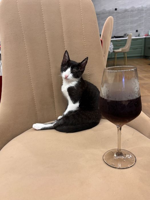 Отдам котенка, девочка, крысолов