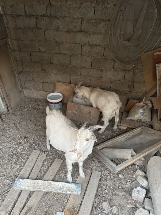 Ешки Козел ешкі теке