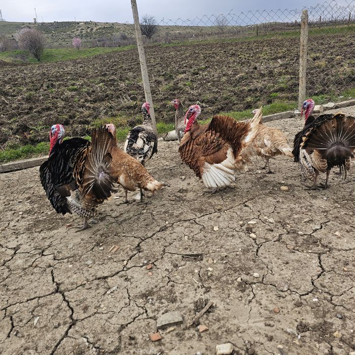 Био месо, яйца за за люпене, пуйки селски