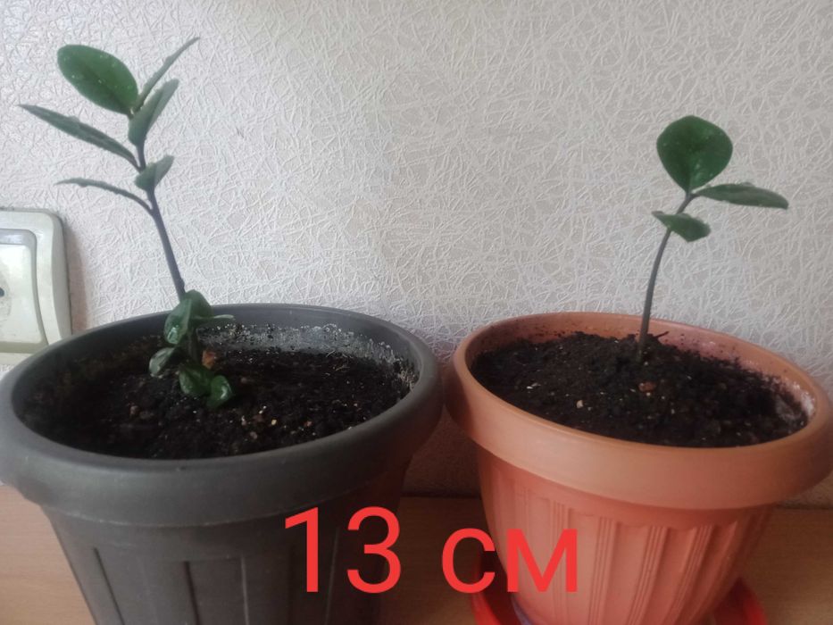 Цветок Замиокулькас