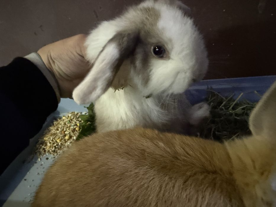 Кролики Мини домашние Живая Игрушка