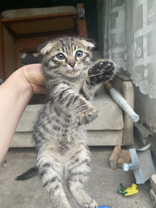 Вислоухий котенок!