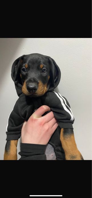 Шикарные дети добермана