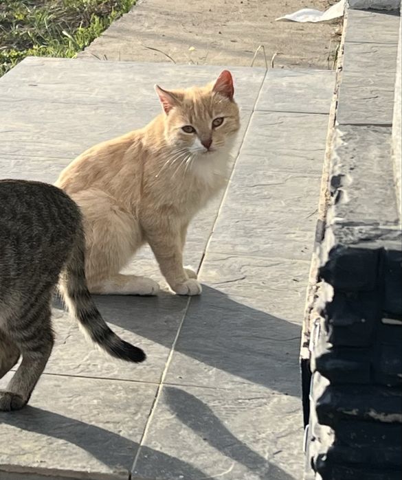 Кот в Добрые руки