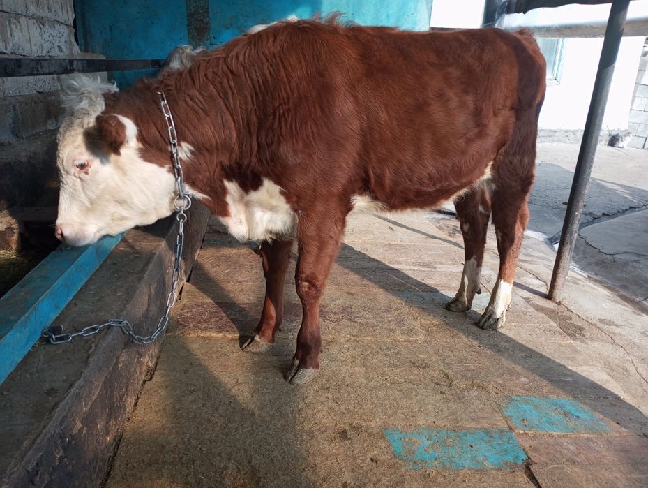 Продам жирную телку