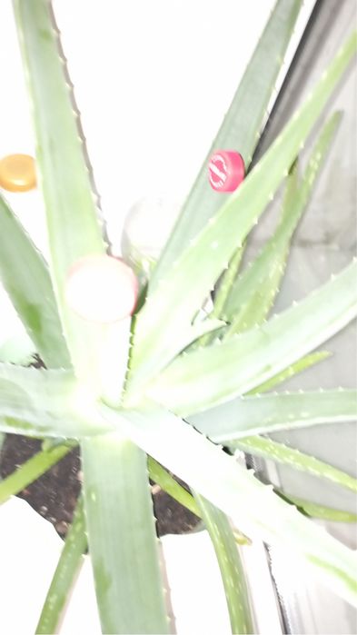 Лечебное Алое не дорого