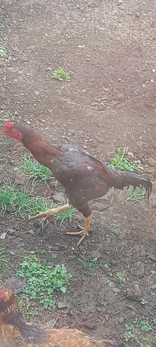 Продам дакана хорошего