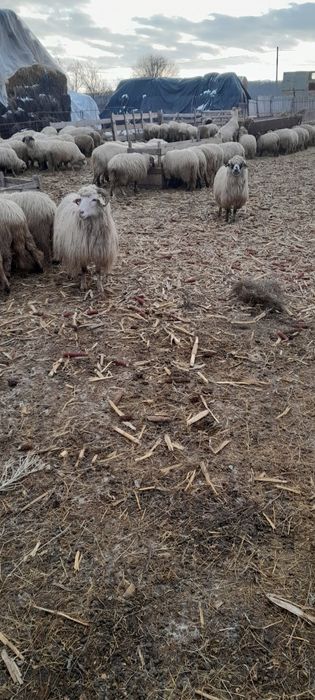 Oi de vânzare, oi gestante